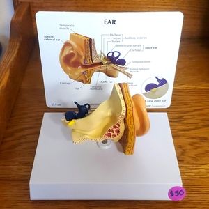 NASCO educational ear model